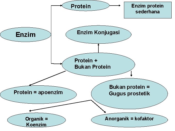 Protein Enzim protein sederhana Enzim Konjugasi Protein + Bukan Protein = apoenzim Organik =