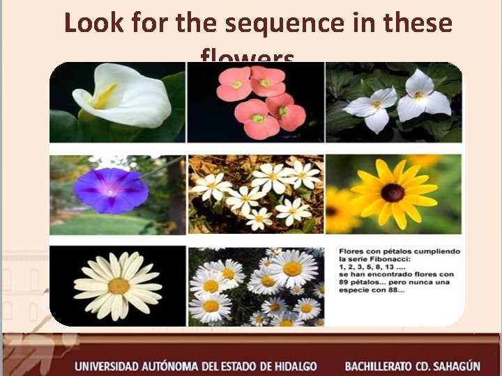 Look for the sequence in these flowers… 