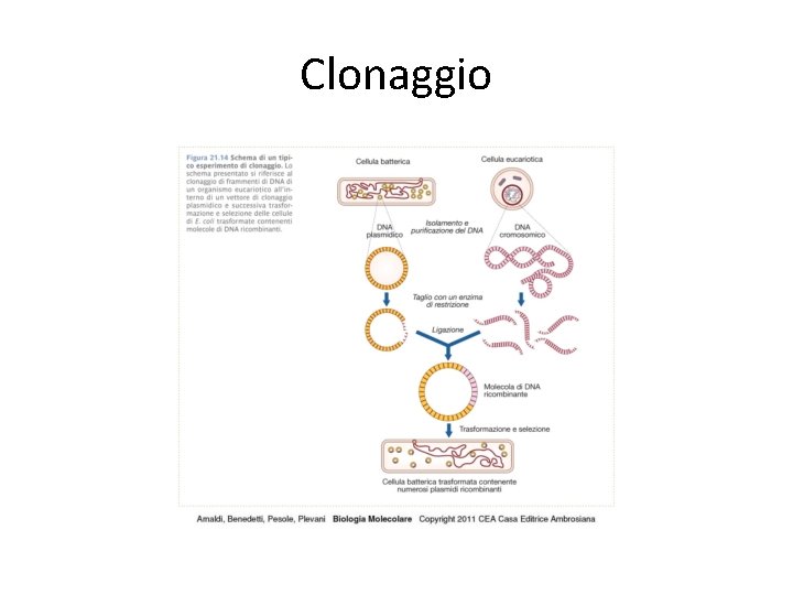 Clonaggio 
