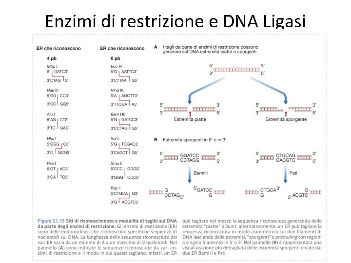 Enzimi di restrizione e DNA Ligasi 