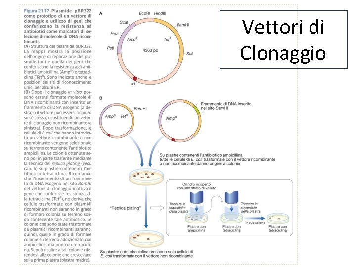 Vettori di Clonaggio 