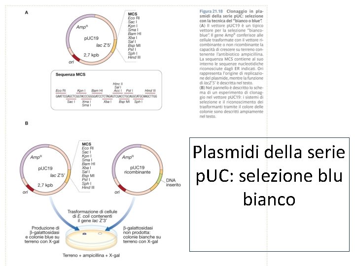 Plasmidi della serie p. UC: selezione blu bianco 
