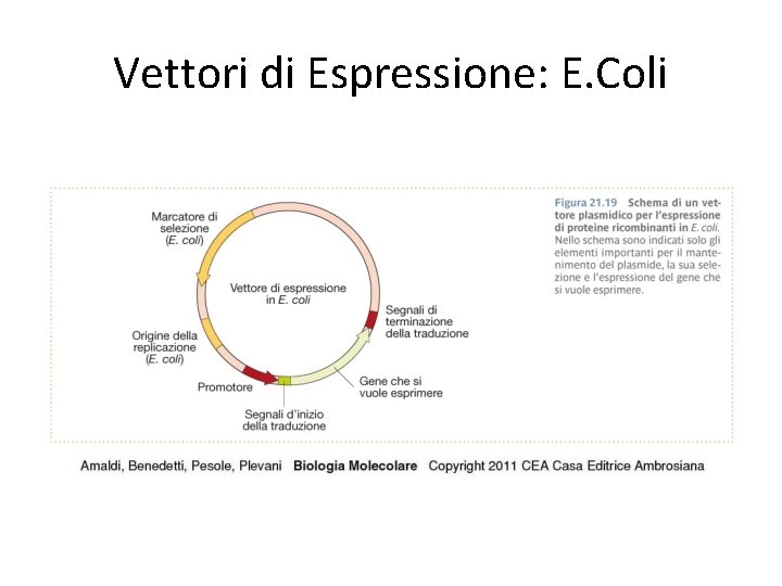 Vettori di Espressione: E. Coli 