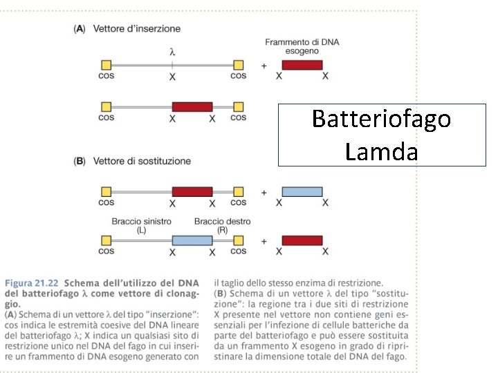 Batteriofago Lamda 