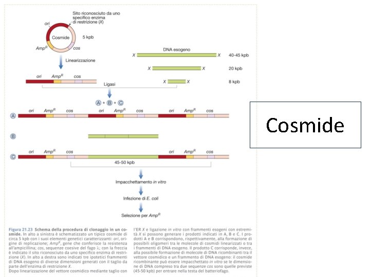Cosmide 