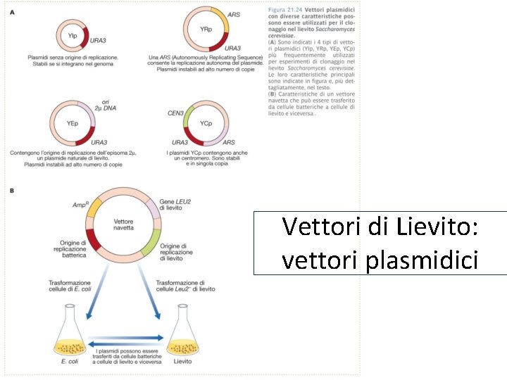 Vettori di Lievito: vettori plasmidici 