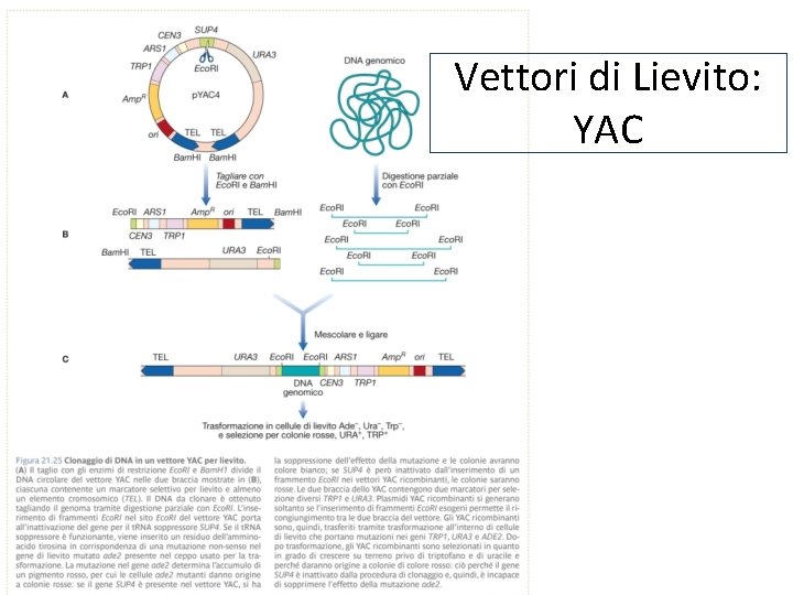 Vettori di Lievito: YAC 