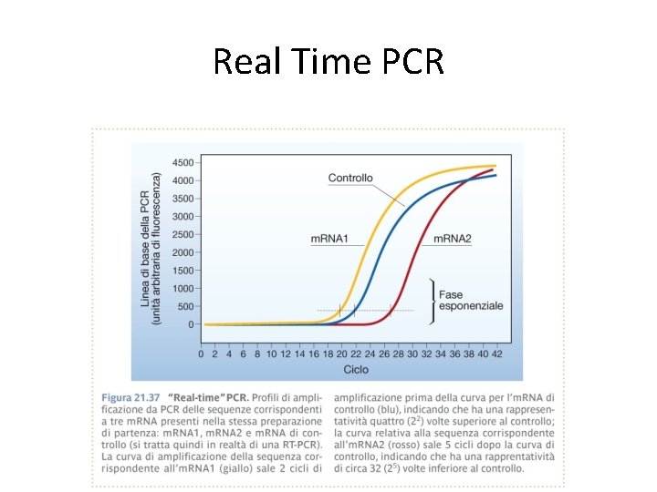 Real Time PCR 