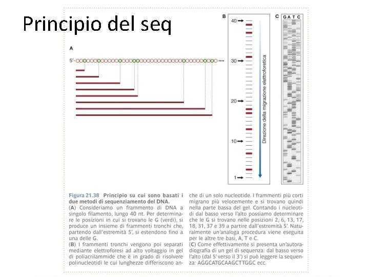 Principio del seq 
