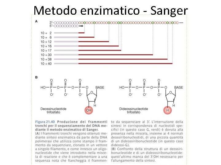 Metodo enzimatico - Sanger 