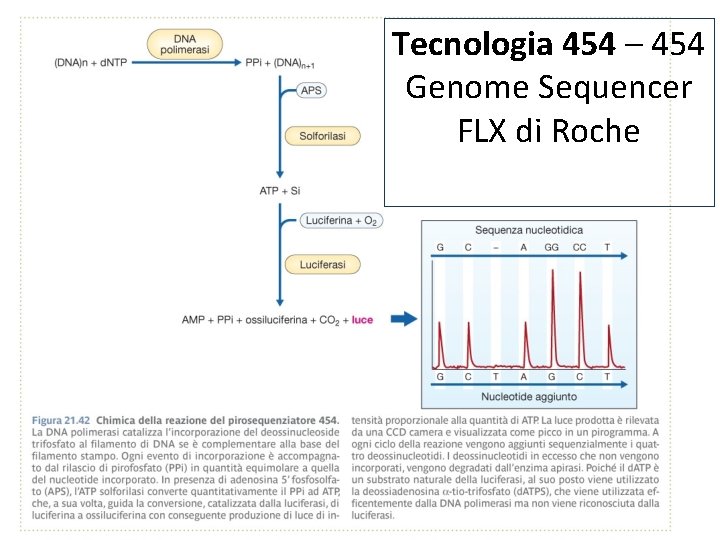 Tecnologia 454 – 454 Genome Sequencer FLX di Roche 