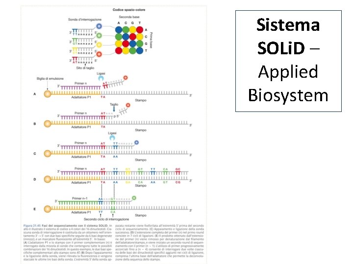 Sistema SOLi. D – Applied Biosystem 