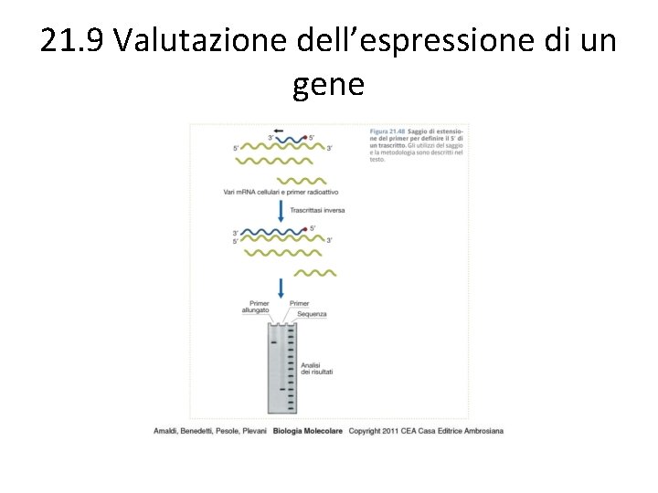21. 9 Valutazione dell’espressione di un gene 