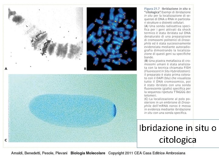 Ibridazione in situ o citologica 