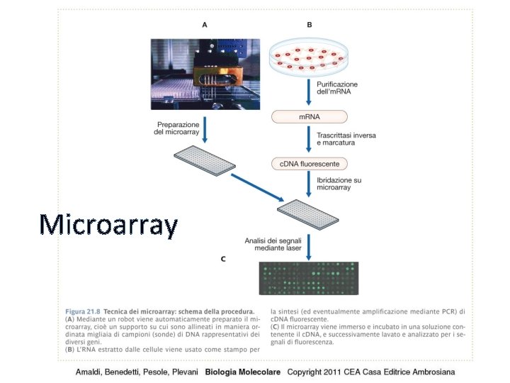 Microarray 