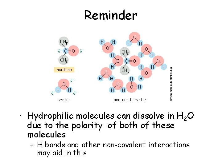 Reminder • Hydrophilic molecules can dissolve in H 2 O due to the polarity