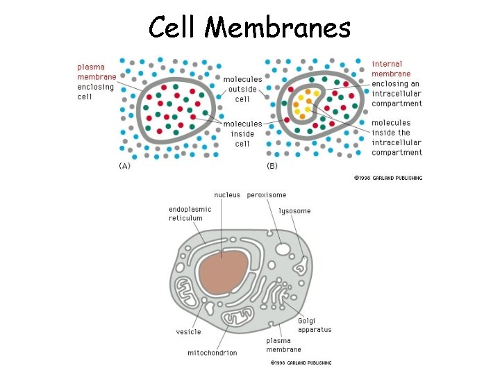 Cell Membranes 