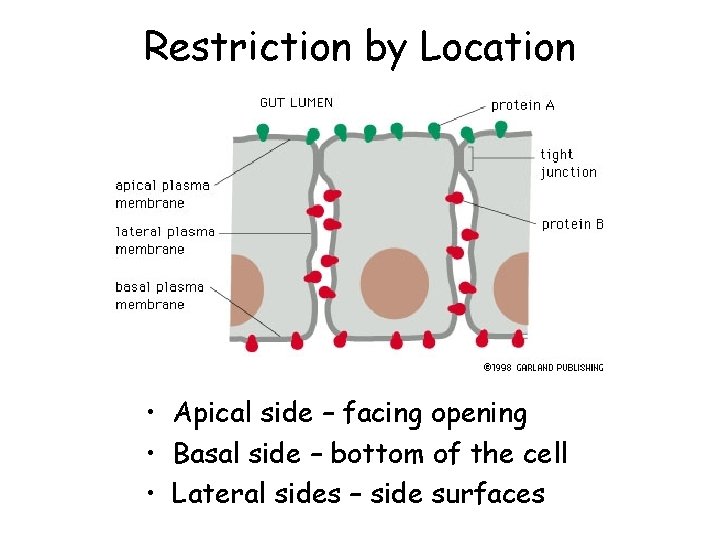 Restriction by Location • Apical side – facing opening • Basal side – bottom