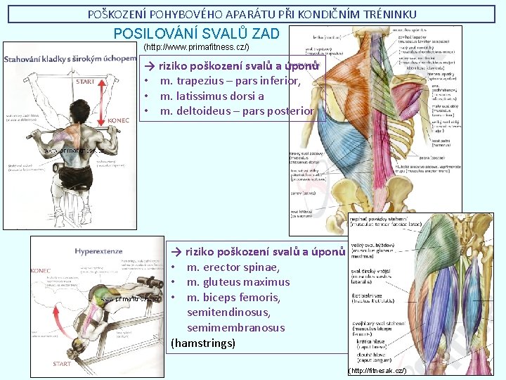 POŠKOZENÍ POHYBOVÉHO APARÁTU PŘI KONDIČNÍM TRÉNINKU POSILOVÁNÍ SVALŮ ZAD (http: //www. primafitness. cz/) →