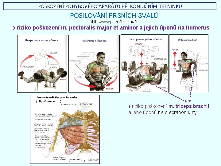 POŠKOZENÍ POHYBOVÉHO APARÁTU PŘI KONDIČNÍM TRÉNINKU POSILOVÁNÍ PRSNÍCH SVALŮ (http: //www. primafitness. cz/) →