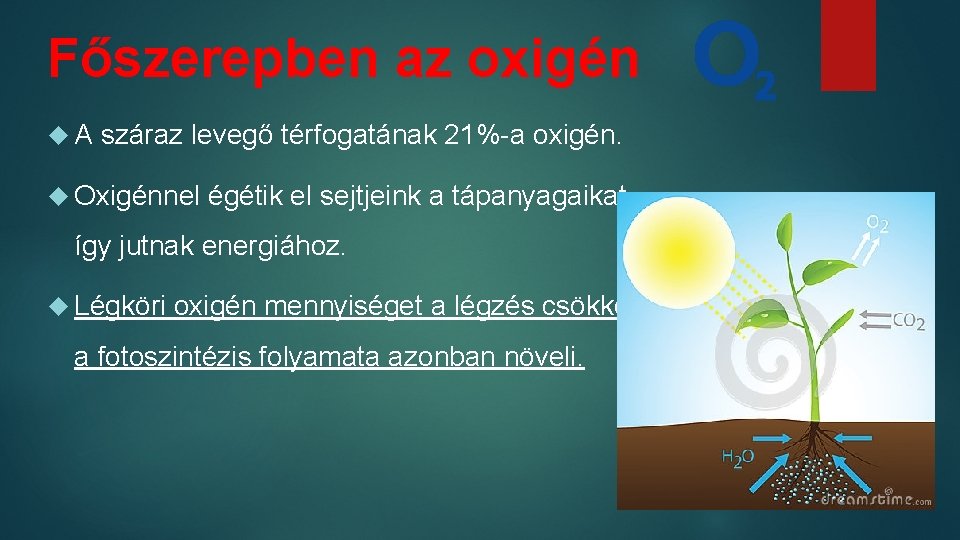 Főszerepben az oxigén A száraz levegő térfogatának 21%-a oxigén. Oxigénnel égétik el sejtjeink a