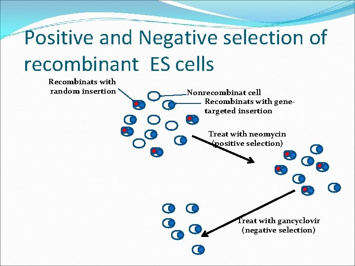 Positive and Negative selection of recombinant ES cells Recombinats with random insertion Nonrecombinat cell