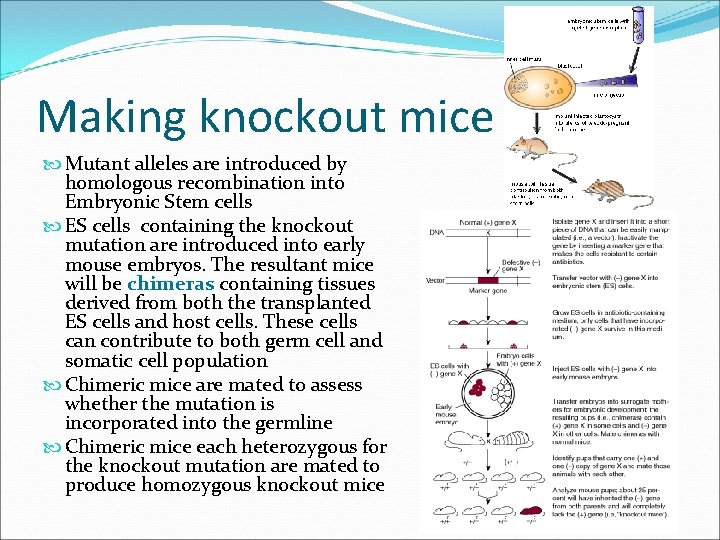 Making knockout mice Mutant alleles are introduced by homologous recombination into Embryonic Stem cells