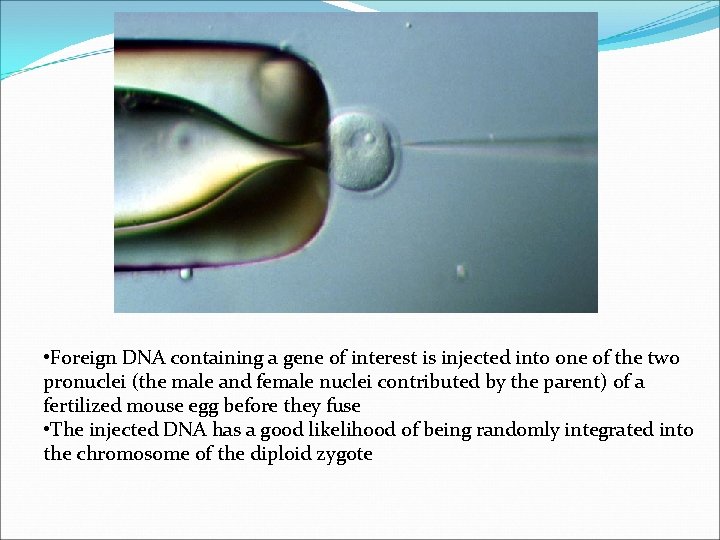  • Foreign DNA containing a gene of interest is injected into one of