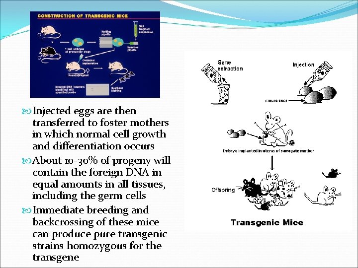  Injected eggs are then transferred to foster mothers in which normal cell growth