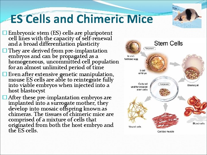 ES Cells and Chimeric Mice � Embryonic stem (ES) cells are pluripotent cell lines