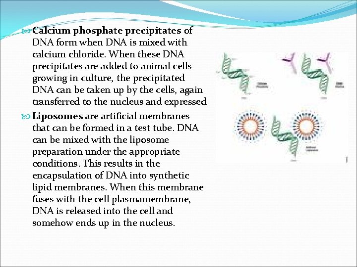  Calcium phosphate precipitates of DNA form when DNA is mixed with calcium chloride.