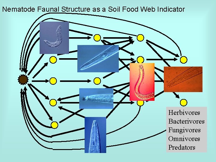 Nematode Faunal Structure as a Soil Food Web Indicator Herbivores Bacterivores Fungivores Omnivores Predators