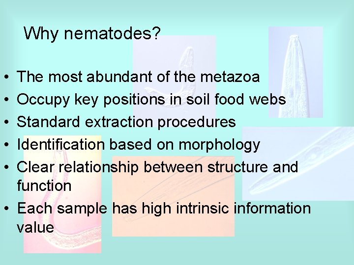 Why nematodes? • • • The most abundant of the metazoa Occupy key positions
