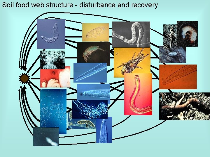 Soil food web structure - disturbance and recovery 