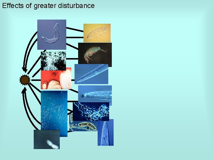 Effects of greater disturbance 