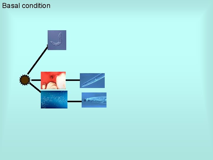 Basal condition 