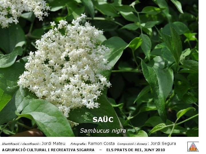 SAÜC Sambucus nigra Identificació i classificació: Jordi Mateu Fotografia: Ramon Costa AGRUPACIÓ CULTURAL I