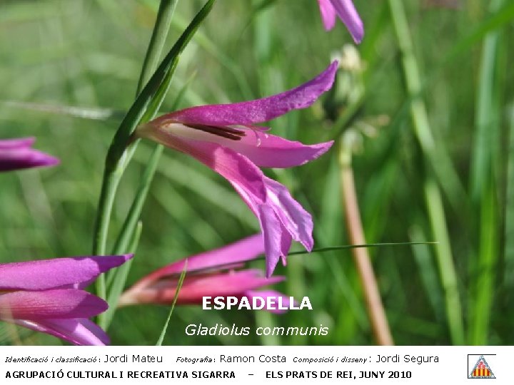 ESPADELLA Gladiolus communis Identificació i classificació: Jordi Mateu Fotografia: Ramon Costa AGRUPACIÓ CULTURAL I