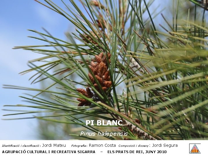 PI BLANC Pinus halepensis Identificació i classificació: Jordi Mateu Fotografia: Ramon Costa AGRUPACIÓ CULTURAL