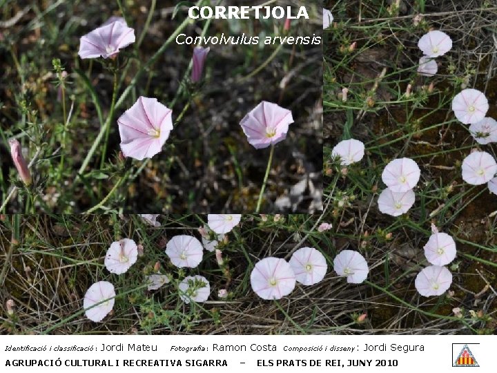 CORRETJOLA Convolvulus arvensis Identificació i classificació: Jordi Mateu Fotografia: Ramon Costa AGRUPACIÓ CULTURAL I