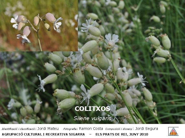 COLITXOS Silene vulgaris Identificació i classificació: Jordi Mateu Fotografia: Ramon Costa AGRUPACIÓ CULTURAL I