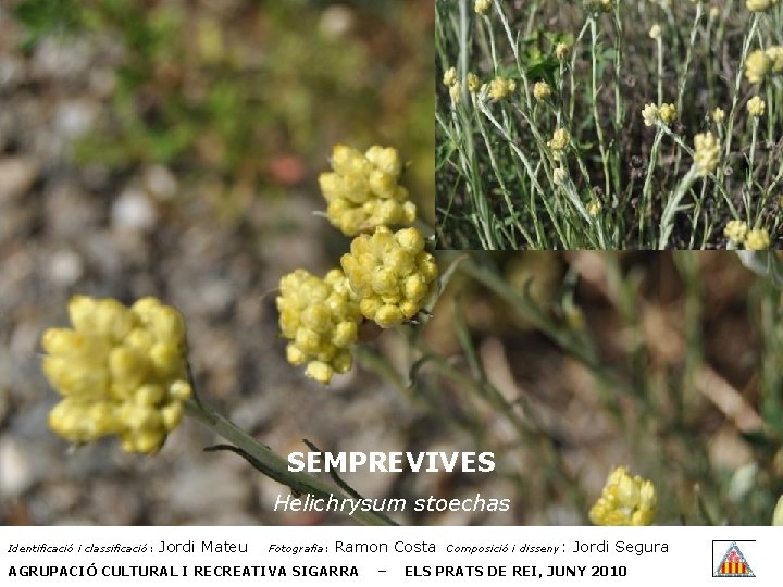 SEMPREVIVES Helichrysum stoechas Identificació i classificació: Jordi Mateu Fotografia: Ramon Costa AGRUPACIÓ CULTURAL I