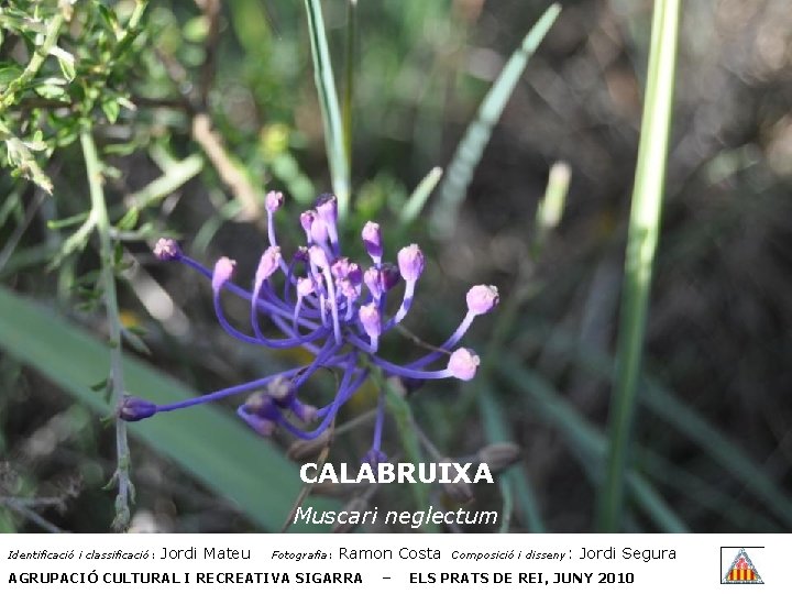 CALABRUIXA Muscari neglectum Identificació i classificació: Jordi Mateu Fotografia: Ramon Costa AGRUPACIÓ CULTURAL I