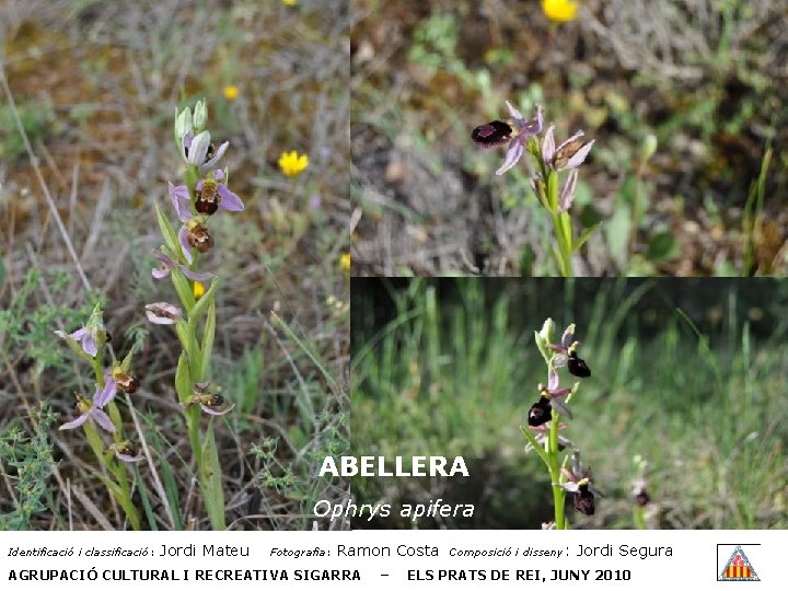 ABELLERA Ophrys apifera Identificació i classificació: Jordi Mateu Fotografia: Ramon Costa AGRUPACIÓ CULTURAL I