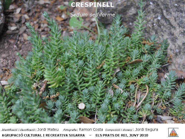 CRESPINELL Sedum sediforme Identificació i classificació: Jordi Mateu Fotografia: Ramon Costa AGRUPACIÓ CULTURAL I