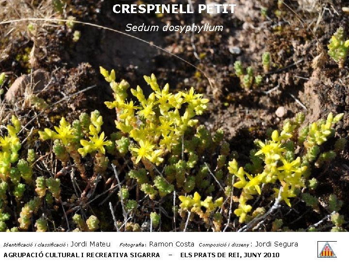 CRESPINELL PETIT Sedum dosyphyllum Identificació i classificació: Jordi Mateu Fotografia: Ramon Costa AGRUPACIÓ CULTURAL