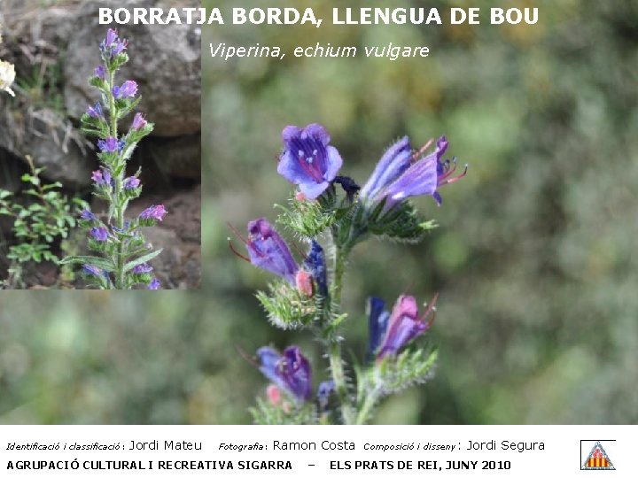 BORRATJA BORDA, LLENGUA DE BOU Viperina, echium vulgare Identificació i classificació: Jordi Mateu Fotografia: