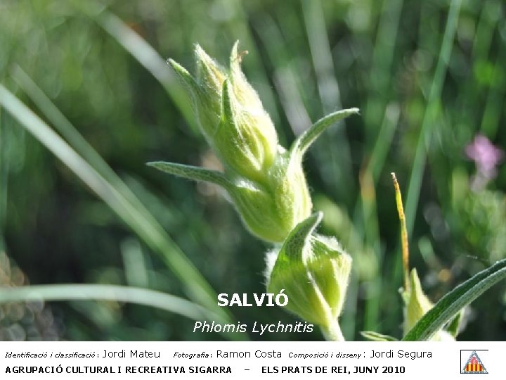 SALVIÓ Phlomis Lychnitis Identificació i classificació: Jordi Mateu Fotografia: Ramon Costa AGRUPACIÓ CULTURAL I