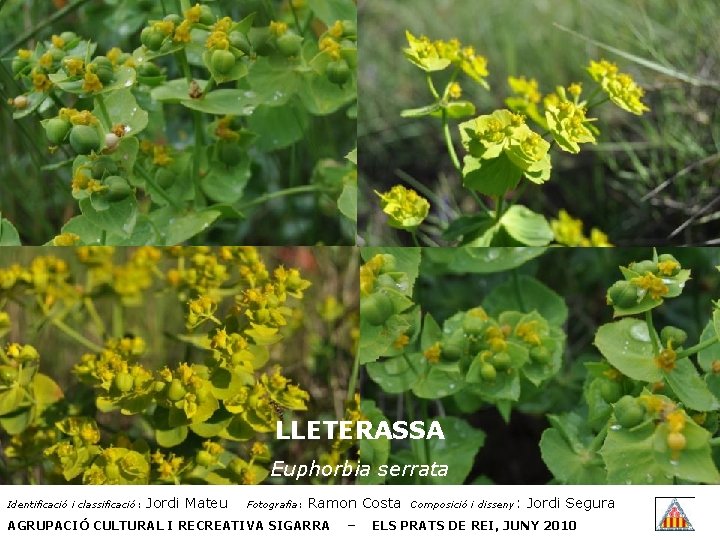 LLETERASSA Euphorbia serrata Identificació i classificació: Jordi Mateu Fotografia: Ramon Costa AGRUPACIÓ CULTURAL I