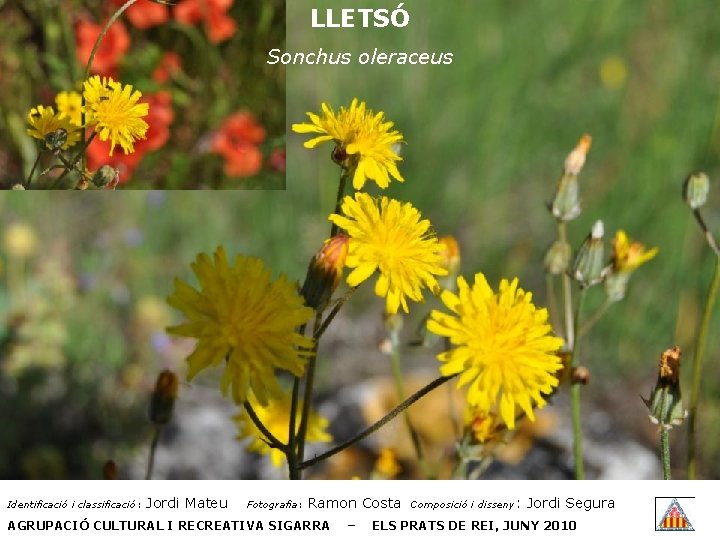 LLETSÓ Sonchus oleraceus Identificació i classificació: Jordi Mateu Fotografia: Ramon Costa AGRUPACIÓ CULTURAL I